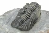 Phacopid (Adrisiops) Trilobite - Jbel Oudriss, Morocco #253698-4